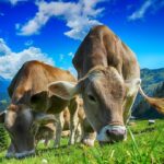 Sulfato de Cobre en la Agricultura. Foto de TheDigitalArtist. Pixabay