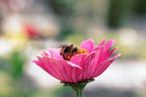 Evitar Avispas en Casa » Remedios Naturales y Químicos