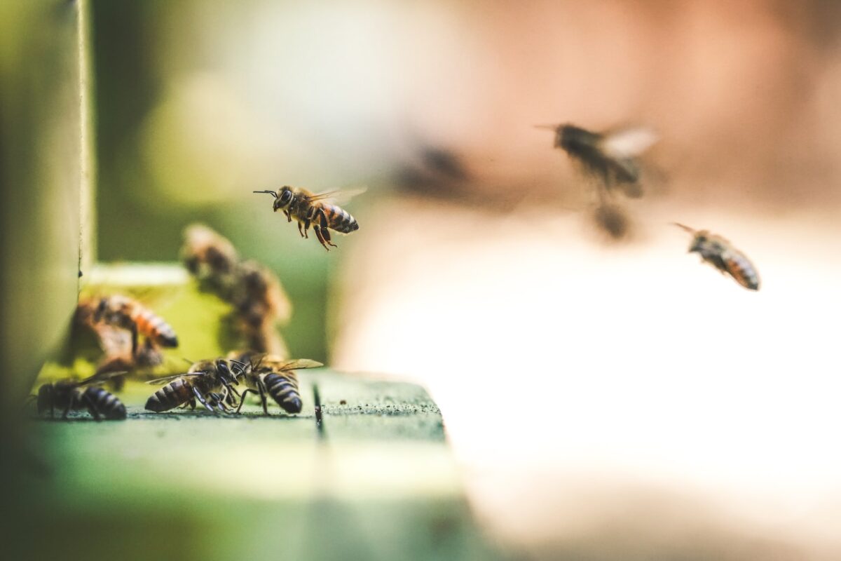 AHUYENTAR AVISPAS » Métodos, consejos y remedios