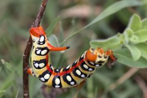 ¿CÓMO RECONOCER LARVAS DE POLILLAS? » Detección y causas