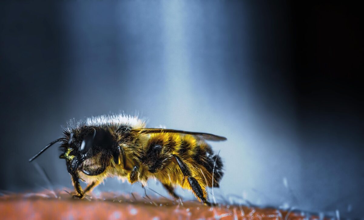 AVISPA MAMUT » Características, picadura y riesgos