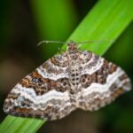 POLILLAS » Tipos, Hábitat, Cómo Eliminarlas y Remedios POLILLAS EN CASA » Conoce y formas de eliminarlas