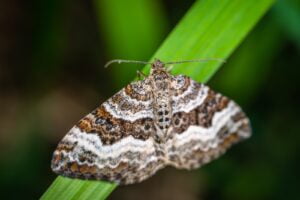 POLILLAS EN CASA » Conoce y formas de eliminarlas