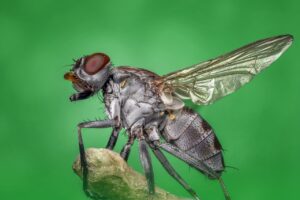 Evitar Criaderos de Moscas » 5 Consejos Útiles
