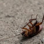 CUCARACHA ROJA O AMERICANA » Características, peligros y remedios