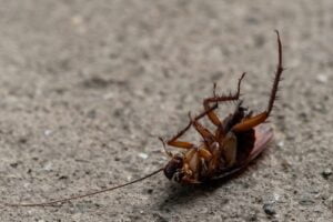 CUCARACHA ROJA O AMERICANA » Características, peligros y remedios