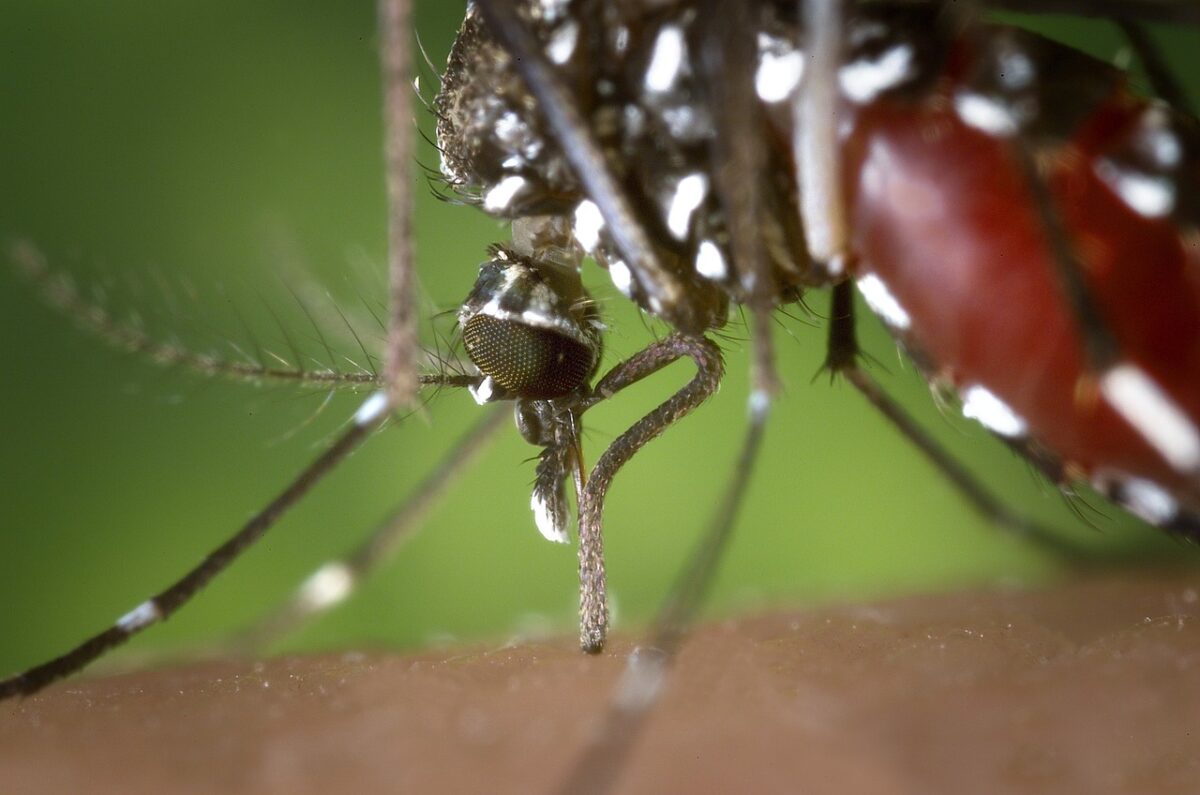 EL MOSQUITO TIGRE » Características y hábitos alimenticios