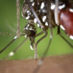 EL MOSQUITO TIGRE » Características y hábitos alimenticios