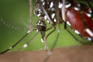 EL MOSQUITO TIGRE » Características y hábitos alimenticios