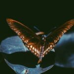 POLILLAS » Tipos, Hábitat, Cómo Eliminarlas y Remedios ELIMINAR POLILLAS DE LA COCINA » Insecticidas eficaces