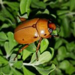 ESCARABAJOS » Tipos, Peligro Mordedura y Remedios ESCARABAJO VOLADOR » Características, peligros y más