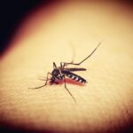 CREMAS PARA PICADURAS DE MOSQUITOS » Contra las alergias