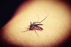 CREMAS PARA PICADURAS DE MOSQUITOS » Contra las alergias