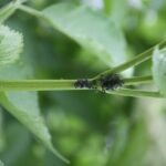 PULGÓN BLANCO O LANUDO » Daño y características