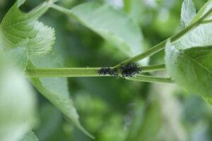 PULGÓN BLANCO O LANUDO » Daño y características