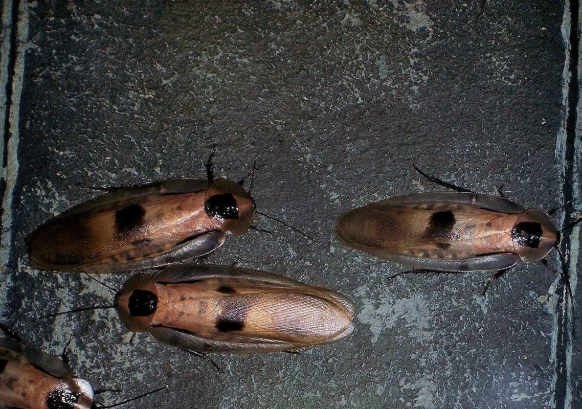 TIPOS DE CUCARACHAS » Hábitat, alimentación y reproducción