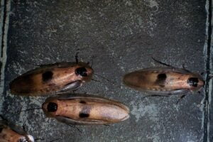 TIPOS DE CUCARACHAS » Hábitat, alimentación y reproducción