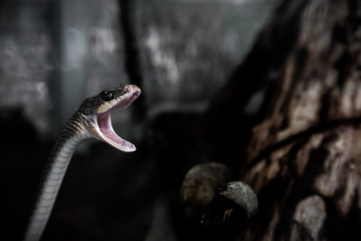 MORDEDURAS DE SERPIENTE » Síntomas y primeros auxilios