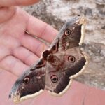 POLILLAS » Tipos, Hábitat, Cómo Eliminarlas y Remedios POLILLAS GIGANTES » Características, hábitat y peligros