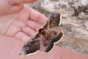 POLILLAS GIGANTES » Características, hábitat y peligros