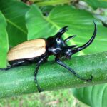 ESCARABAJOS » Tipos, Peligro Mordedura y Remedios ESCARABAJO RINOCERONTE » Características, hábitat y más