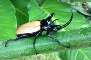 ESCARABAJO RINOCERONTE » Características, hábitat y más