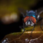 Mosca Carnívora » Enfermedades y Formas de eliminar. Foto por ekamelev Pixabay