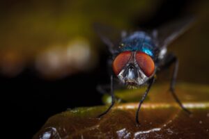 Mosca Carnívora » Enfermedades y Formas de eliminar. Foto por ekamelev Pixabay