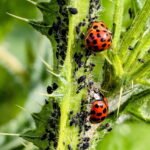 PULGONES EN LAS PLANTAS » Prevención y remedios