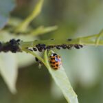 PULGÓN DE LOS CÍTRICOS » Daños y tratamiento