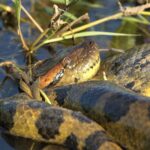 SERPIENTES » Tipos, Características, Peligros y Veneno ANACONDA » Hábitat, tamaño y alimentación