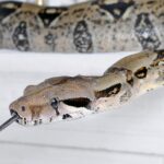 SERPIENTES » Tipos, Características, Peligros y Veneno BOA CONSTRICTOR » Características, alimentación y comportamiento