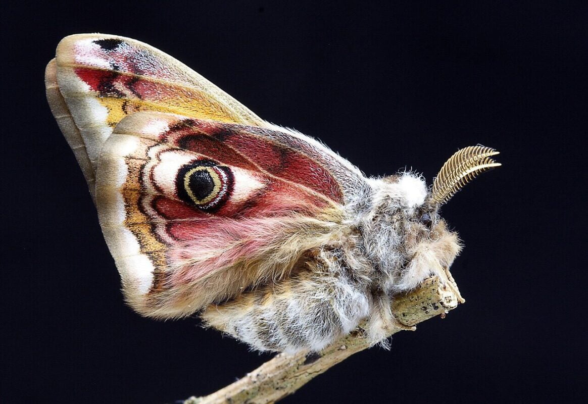 POLILLAS DE LA ROPA » Características y prevención