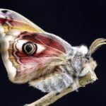 POLILLAS » Tipos, Hábitat, Cómo Eliminarlas y Remedios POLILLAS DE LA ROPA » Características y prevención