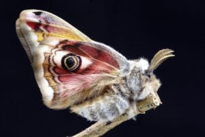 POLILLAS DE LA ROPA » Características y prevención