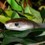 SERPIENTES » Tipos, Características, Peligros y Veneno MAMBA NEGRA » Características, Hábitat, Mordedura