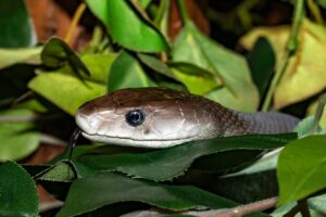 MAMBA NEGRA » Características, Hábitat, Mordedura