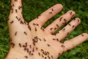 SÍNTOMAS Y CAUSAS DE PICADURAS DE INSECTO » Reacción y prevención