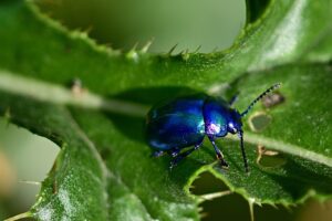ESCARABAJOS, BENEFICIOS Y DAÑOS QUE DAN A LA NATURALEZA » Plagas y control
