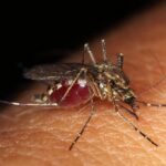 ¿CUÁL ES EL MOSQUITO QUE TRANSMITE EL DENGUE? » Aedes Eegypti y Albopictus