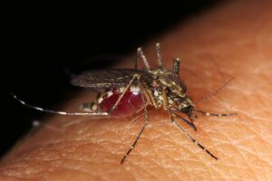 ¿CUÁL ES EL MOSQUITO QUE TRANSMITE EL DENGUE? » Aedes Eegypti y Albopictus