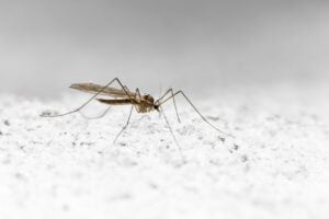 MOSQUITO ANOPHELES » Características, ciclo de vida y enfermedades