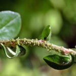 PULGÓN CASERO » Identificación y control de la plaga