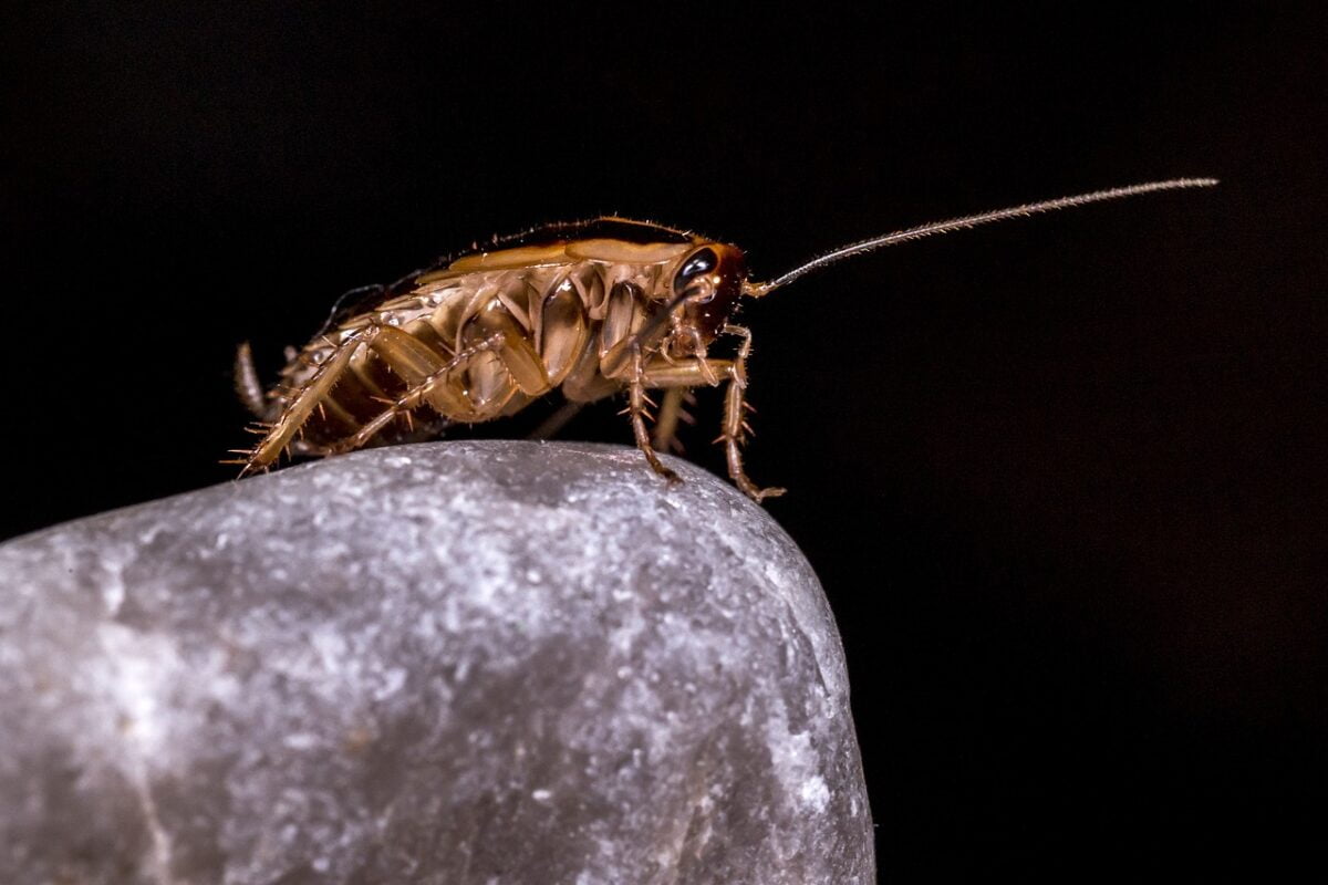 CUCARACHA ORIENTAL » Características, reproducción y remedios