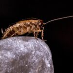 CUCARACHA ORIENTAL » Características, reproducción y remedios