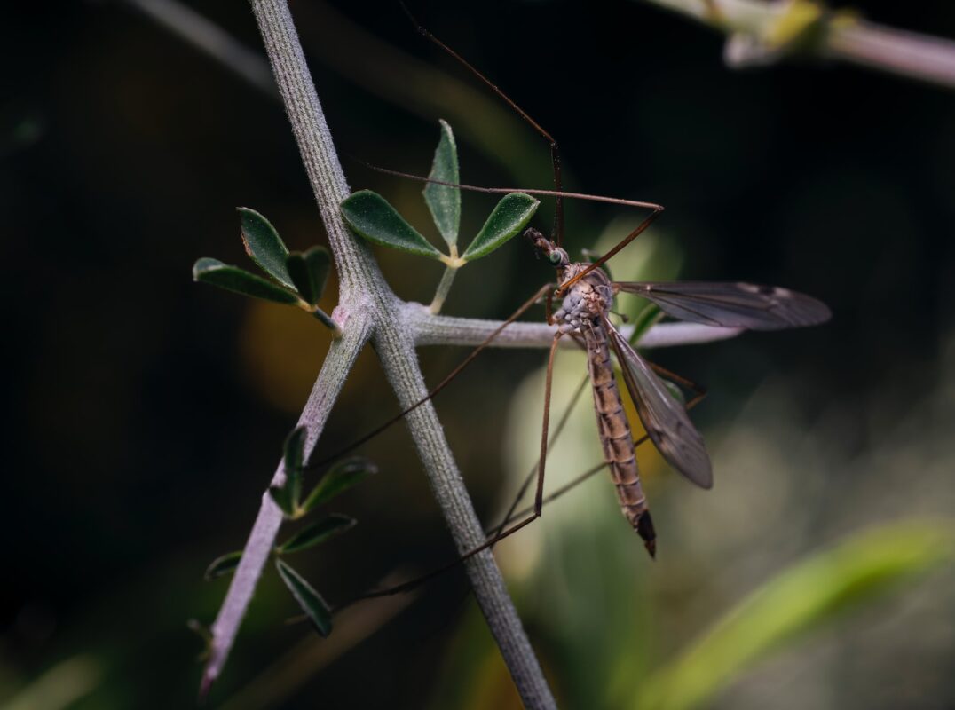 REPELENTES CONTRA MOSQUITOS » Funcionamiento y tipos