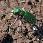 ESCARABAJOS » Tipos, Peligro Mordedura y Remedios ESCARABAJO TIGRE » Características, aspecto y alimentación