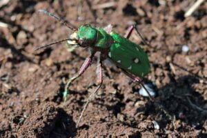 ESCARABAJO TIGRE » Características, aspecto y alimentación