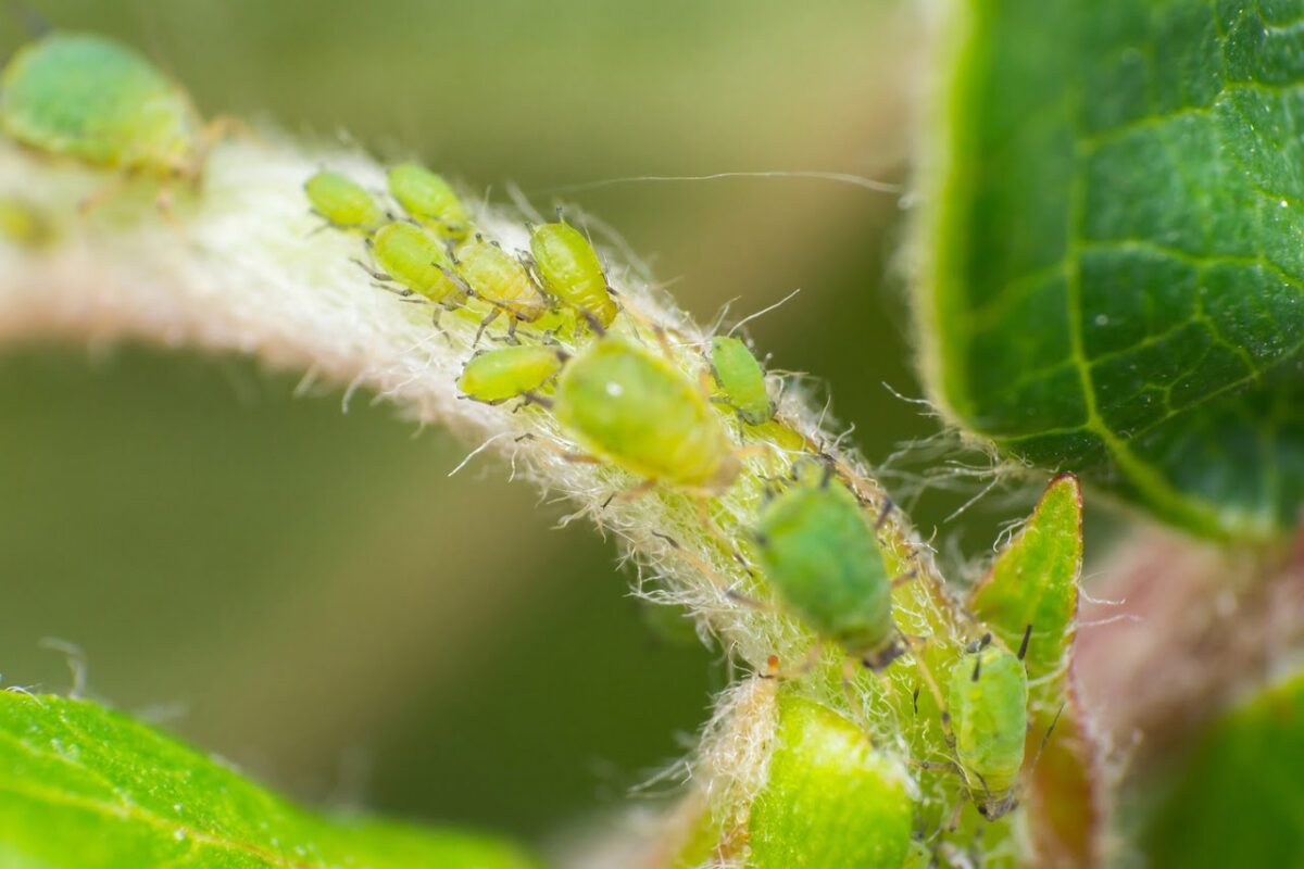 PULGONES DE JARDÍN » Tipos y control de la plaga