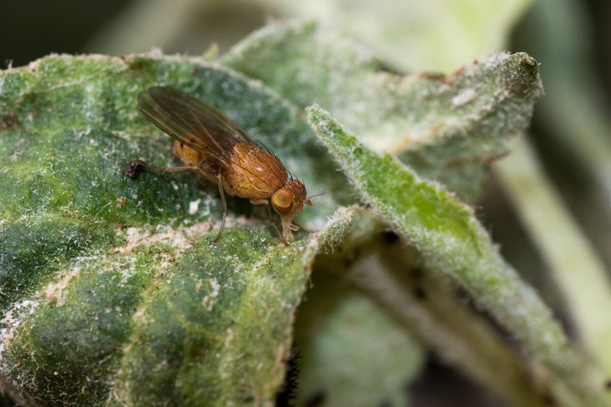 MOSCA DEL VINAGRE » Enfermedades y formas de controlar